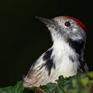 Portrait Mittelspecht