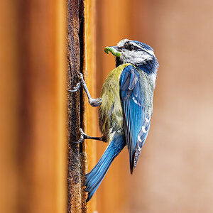 Blaumeise mit Beute.jpg