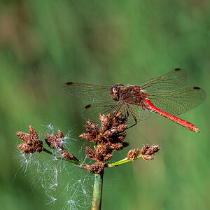 rote Heidelibelle