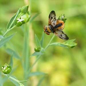 Auch 'ne Fliege kann hübsch sein