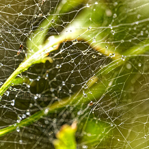 www.spiderweb