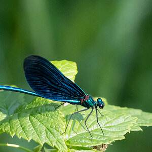 2022-09-04-Blauflügel Prachtlibelle.jpg