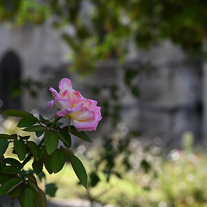 Rose im Garten des Papstpalastes in Avignon