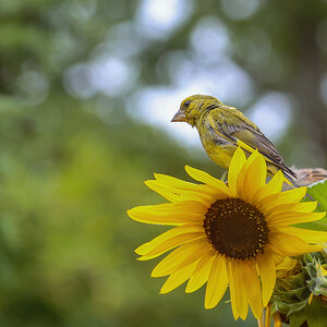 Grünfink auf Sonnenblume :-)