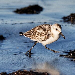 Sanderling.jpeg