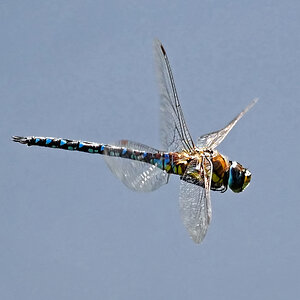 Dragonfly D2.jpg