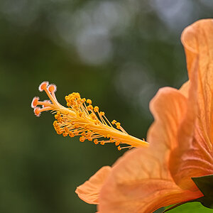 Hibiskus