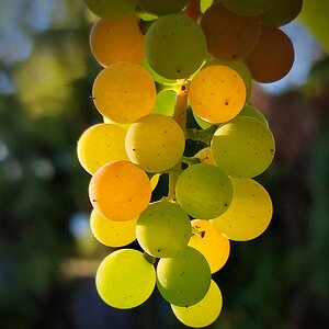 Weintraubenleuchten