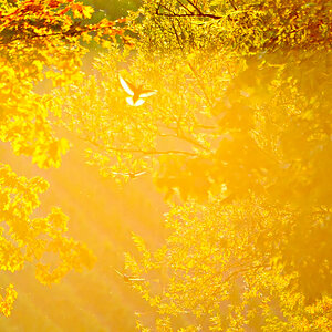 Herbstsonne PUR.jpg