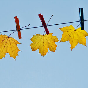 Herbst auf der Leine