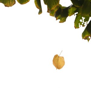 Ein Blatt im Wind