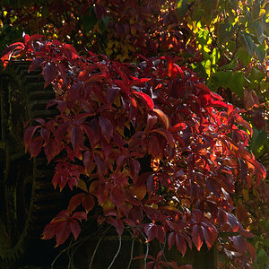 rote Herbstblätter an der Ölmühle