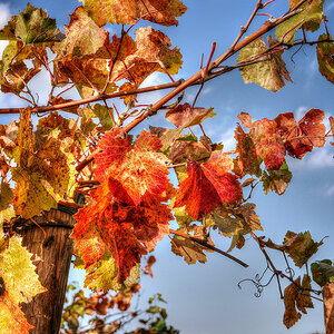 Herbstfarben im Weinberg