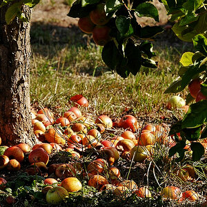 Der Apfel fällt nicht weit vom Stamm