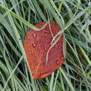 Blatt im Morgentau