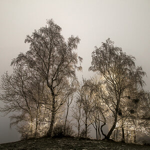 Bäume im Licht und Eis