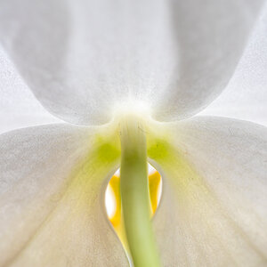 Orchideenblätter von hinten
