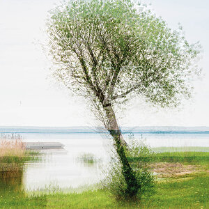 der Baum