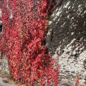 A wall of leaves