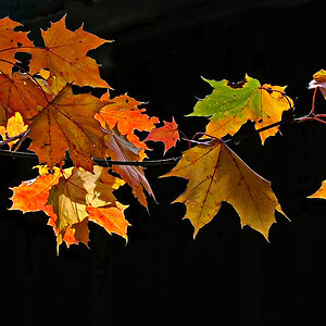 Herbst in seiner Farbenpracht