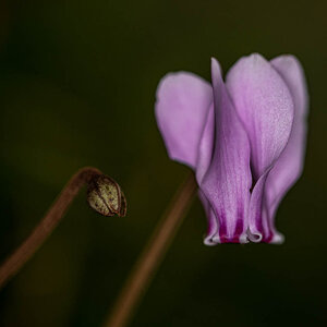 Cyclamen