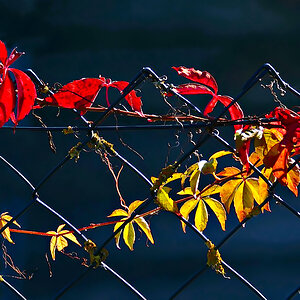 Herbst am Maschendrahtzaun