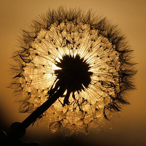 Pusteblume