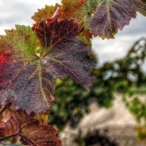 Weinblätter