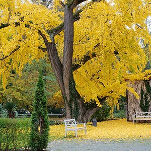 Inspiration - "Ginkgo Biloba" von Johann Wolfgang von Goethe