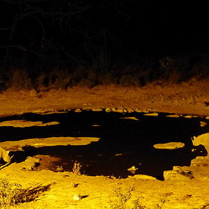 2 Spitzmaulnashörner am Wasserloch Halali in Etosha