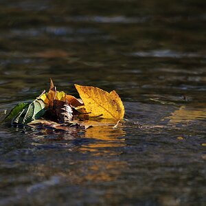 Blätter im Fluss.jpg
