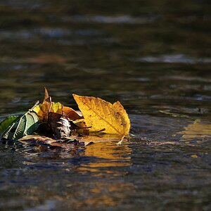 Blätter im Fluss Format 2zu3.jpg