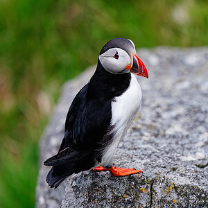 Fratercula arctica