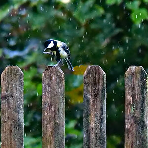 im Regen