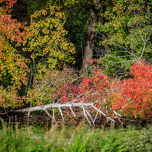 Horizontalbaum im Herbst