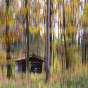 Hütte im Wald.jpg