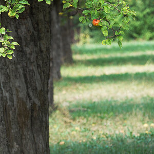 Obstbäume