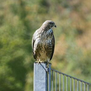 Bussard