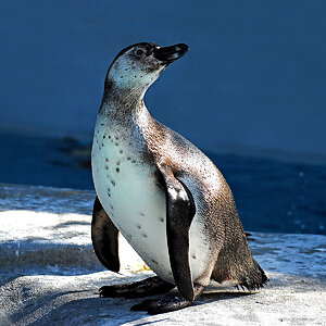 Pinguin Marke "Humboldt"... ;-)