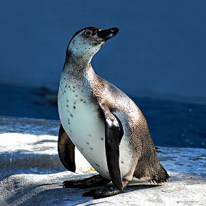 Pinguin Marke "Humboldt"... ;-)
