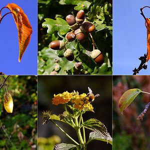 Schönheit im Garten Eden