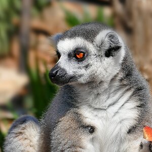 Katta I.jpg