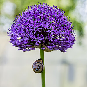 Allium