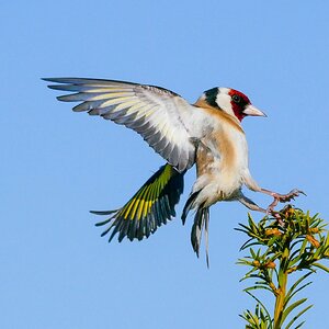 Distelfink im Landeanflug