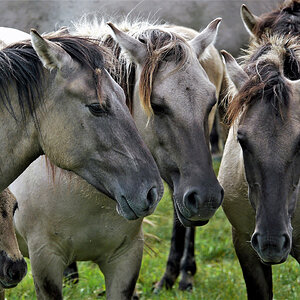 Unter Wildpferden