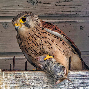 Turmfalke mit Abendmenu.jpg