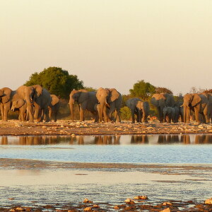 Elefantenherde in der Abendsonne.JPG