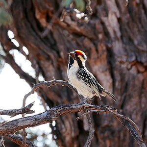 Rotstirnbartvogel