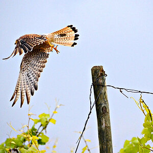 Turmfalke im Wengert