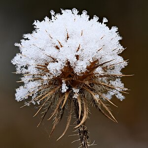 Eiskunst an Kugeldistel.